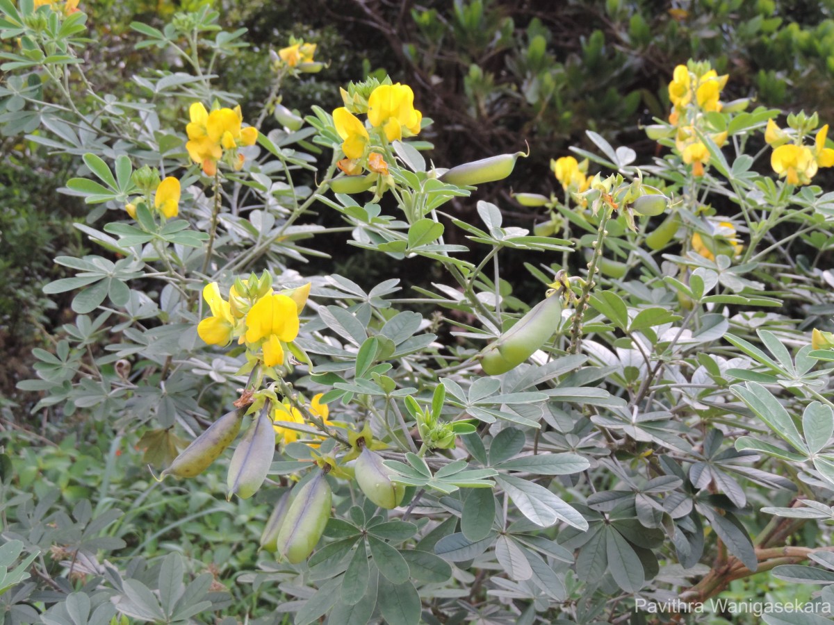 Crotalaria quinquefolia L.